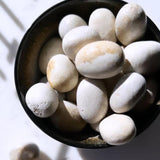 Tumbled Stones - Fossilized Coral