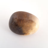 Nature Treasure - Petrified Wood - The Transformation Stone