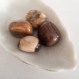 Nature Treasure - Petrified Wood - The Transformation Stone
