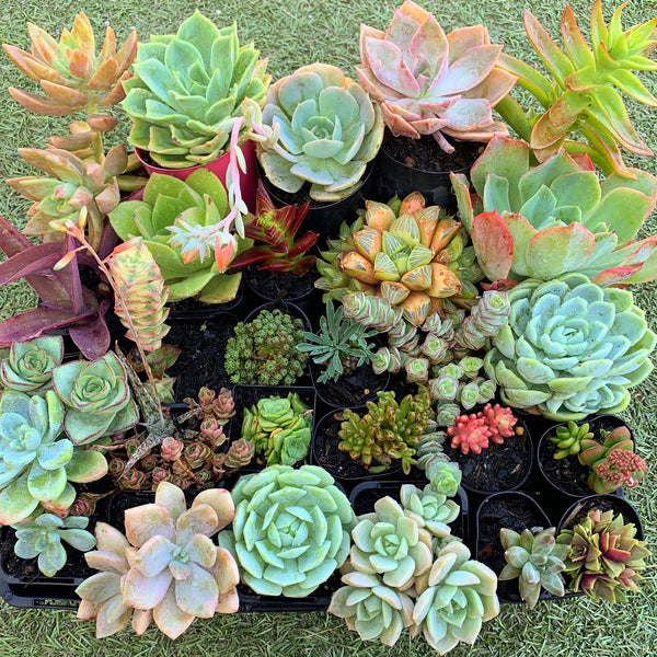 A Succulicious Succulent Sale