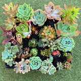 A Succulicious Succulent Sale