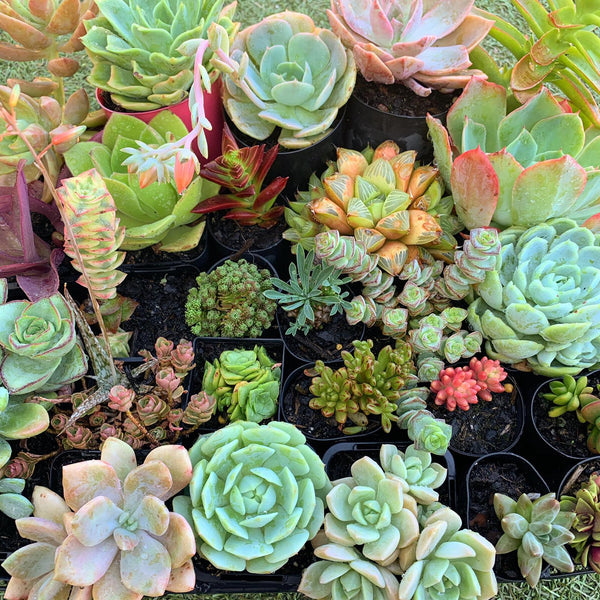 A Succulicious Succulent Sale – Soul Made Boutique