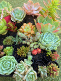 A Succulicious Succulent Sale