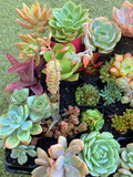 A Succulicious Succulent Sale