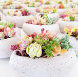 Assorted Succulent Garden Concrete Heart