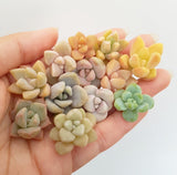 Assorted Succulent Cuttings (Miniatures)
