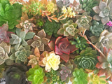 Assorted Succulent Cuttings (Large) - Soul Made Boutique