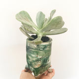 Collector's Succulent Plant Handmade Watercolour Pot - Pachyveria Jocelyn's Joy