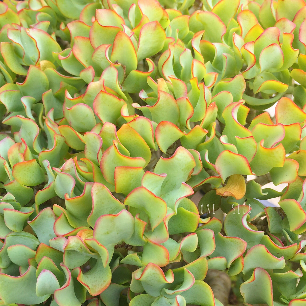 Plant - Crassula Ovata Blue Waves