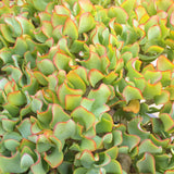 Plant - Crassula Ovata Blue Waves