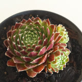 Plant - Sempervivum Sp