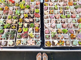 Assorted Succulent Cuttings (Miniatures)