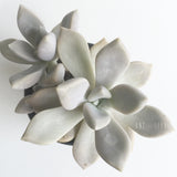 Plant - Graptoveria Tricolor