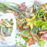 Assorted Succulicious Starter Pack - Soul Made Boutique