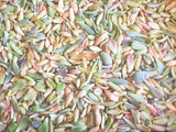 Assorted Succulent Leaves