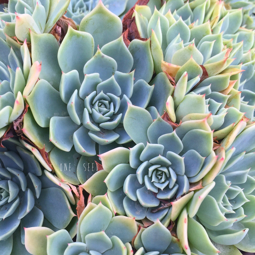 Plant - Echeveria Glauca