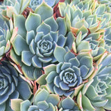 Plant - Echeveria Glauca