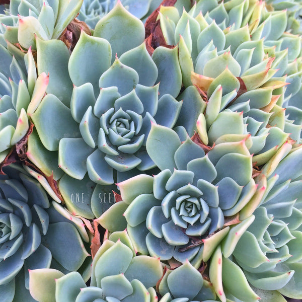 Plant - Echeveria Glauca