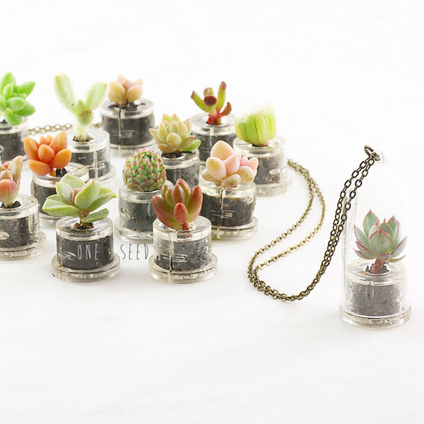 Assorted Mini Succulent Dome - Soul Made Boutique