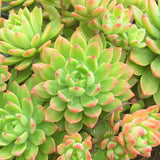 Plant - Sedeveria Maialen