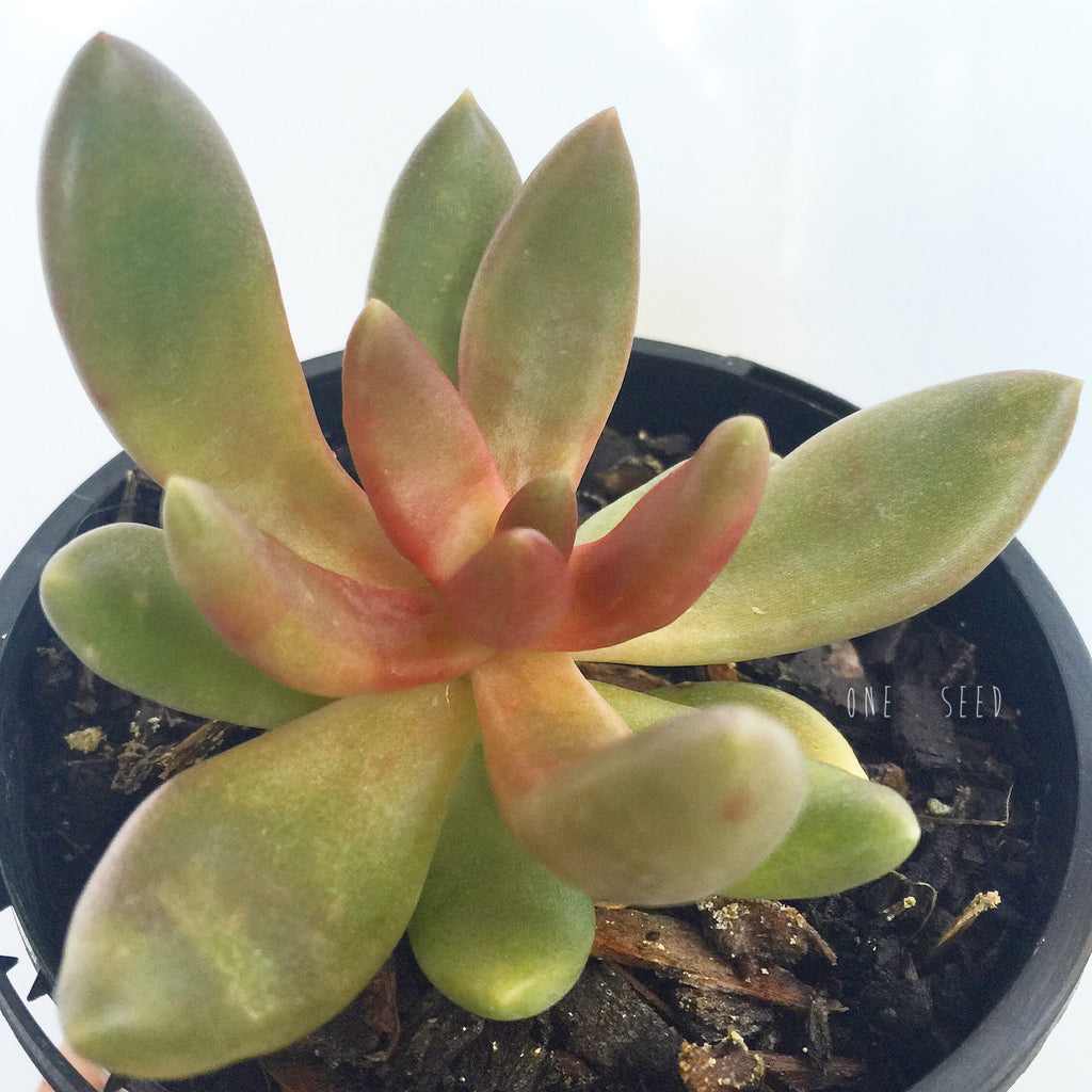 Plant - Pachyphytum Fittkaui