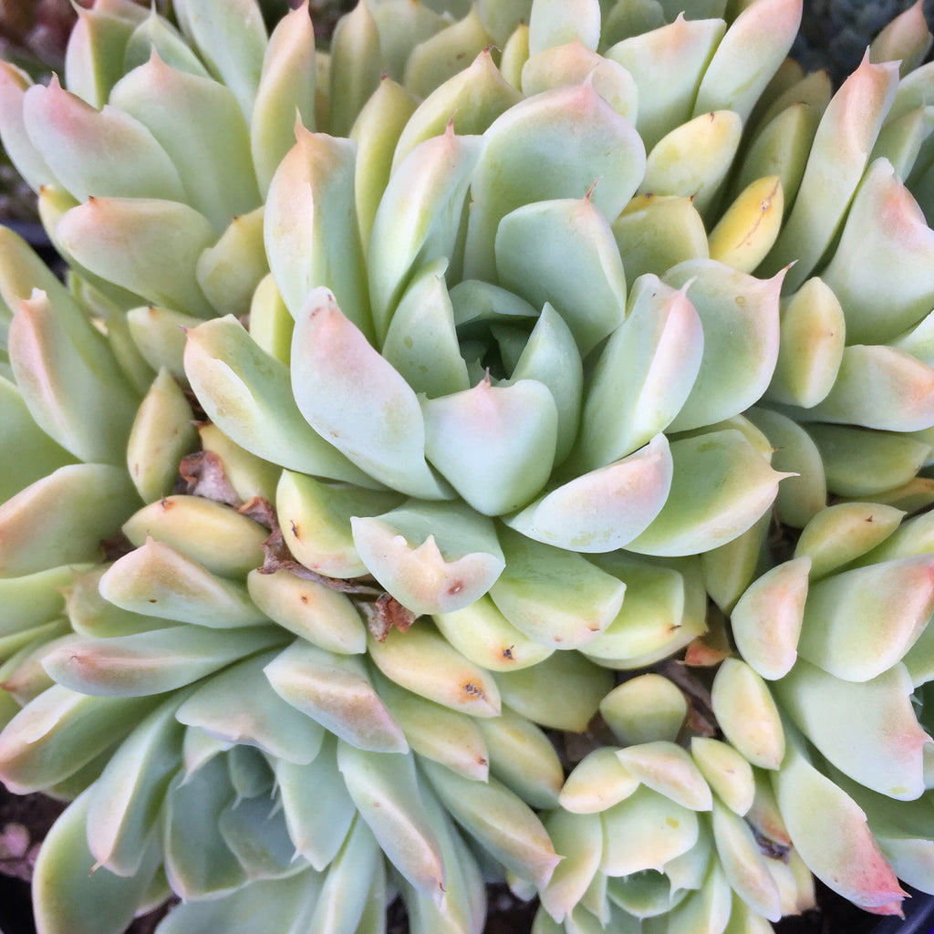 Plant - Pachyveria Scheideckeri