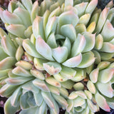 Plant - Pachyveria Scheideckeri