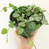 Plant - Ceropegia Woodii (Chain of Arrows)