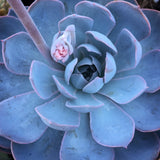 Plant - Echeveria Morning Light