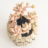 Collector's Succulent Plant Stoneware Pot