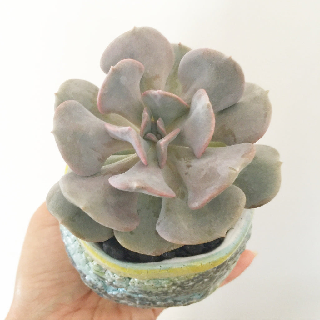 Collector's Succulent Plant Handmade Watercolour Pot