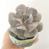 Collector's Succulent Plant Handmade Watercolour Pot
