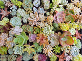 Assorted Succulent Plants