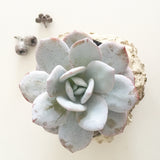 Collector's Succulent Plant Stoneware Pot