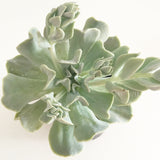 Plant - Echeveria Topsy Turvy