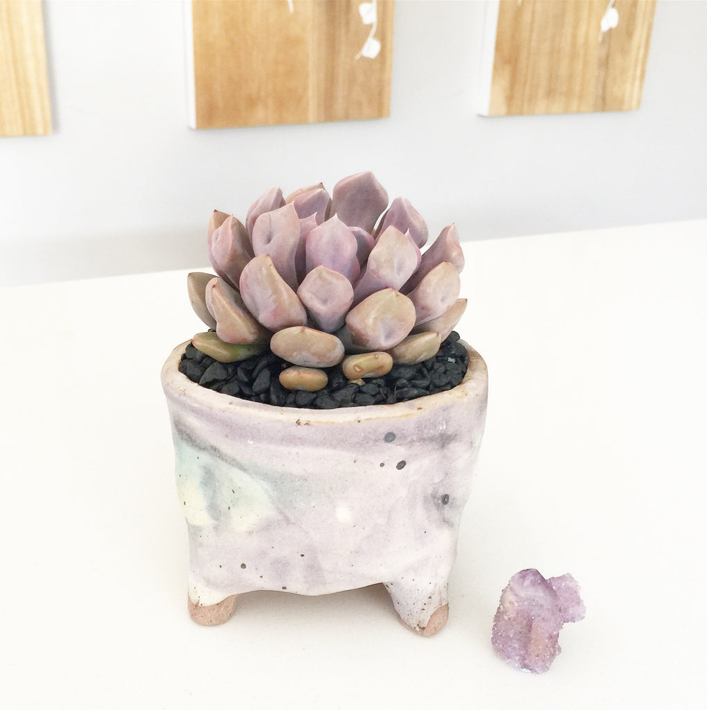Collector's Succulent Plant Handmade Watercolour Pot