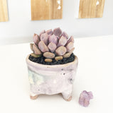 Collector's Succulent Plant Handmade Watercolour Pot