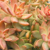 Plant - Sedeveria Pat's Pink
