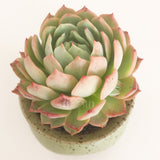 Collector's Succulent Plant Speckled Footed Pot - Soul Made Boutique