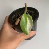 Plant - Variegated Monstera Deliciosa Plant