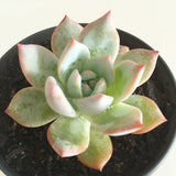 Plant - Echeveria Blue Bird