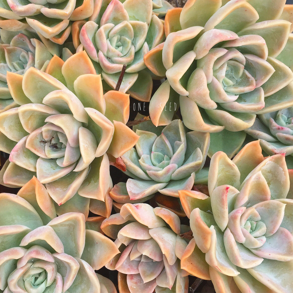 Plant - Graptoveria Sp
