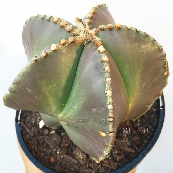 Plant - Astrophytum Myriostigma