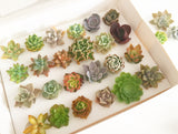 Assorted Succulent Cuttings (Rosette) Gift Box - Soul Made Boutique