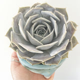 Collector's Succulent Plant Handmade Watercolour Pot
