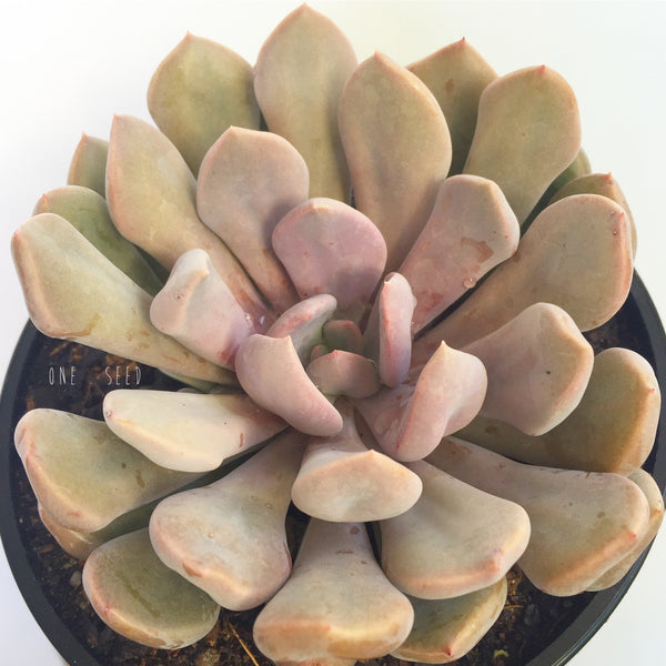 lilac spoons succulent Plant