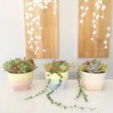 Assorted Succulent Garden Pastel Pot - Soul Made Boutique