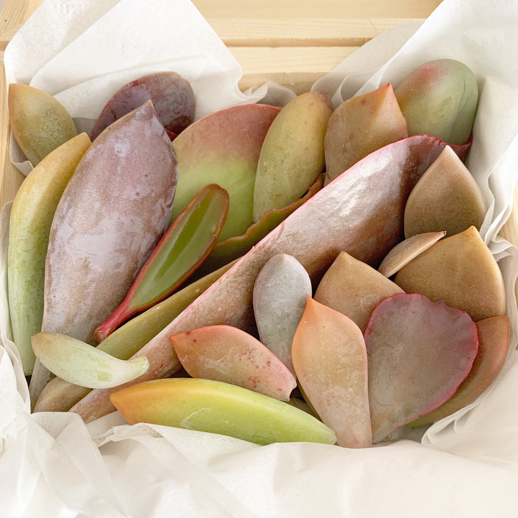 Adore Succulent Leaves (Pink, Purple, Peach and Red) Propagation Kit