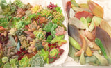 Assorted Succulent Cuttings (Regular) - Soul Made Boutique