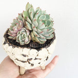 Collector's Succulent Plant Stoneware Pot